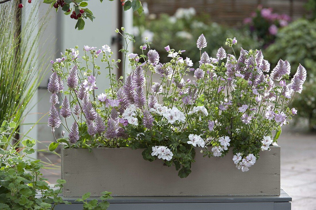 Kasten mit Malva moschata (Moschusmalve), Ptilotus exaltatus 'Joey'