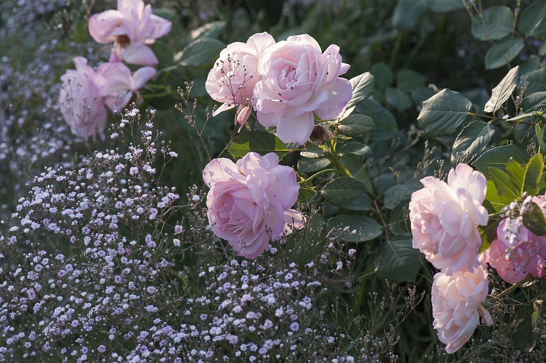 Pink 'Clair' (Renaissance rose), often flowering, strong scent
