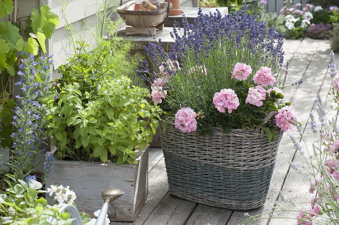 Weidenkorb bepflanzt mit Lavendel (Lavandula) und Pelargonium zonale