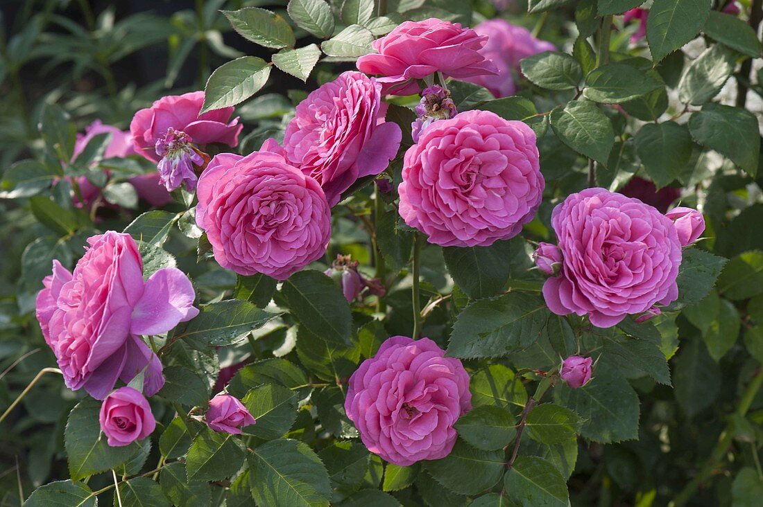 Rosa Renaissance 'Lea' (shrub rose), strong fragrance, breeder Poulsen