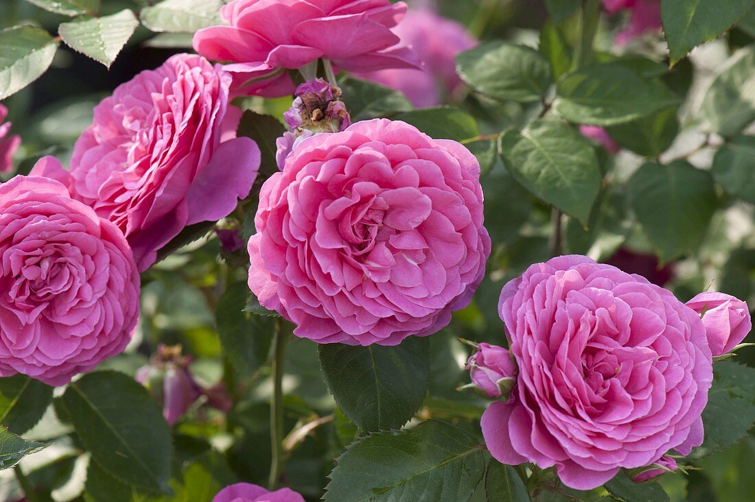 Rosa Renaissance 'Lea' (Strauchrose), starker Duft, Züchter Poulsen