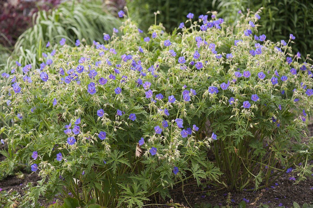 Geranium pratense 'Johnson's Blue' (Storchschnabel)