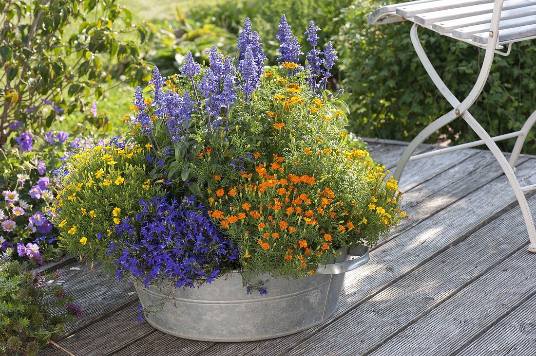 Zink-Wanne mit Tagetes tenuifolia (Studentenblumen), Salvia farinacea