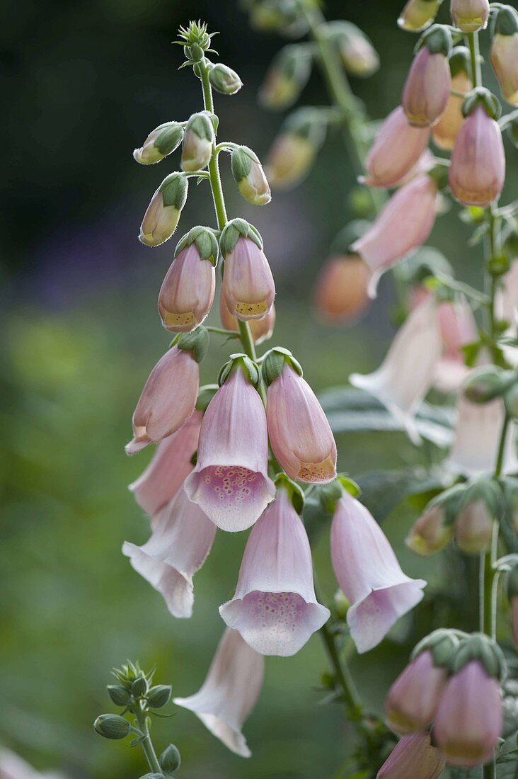 Digitalis purpurea 'Apricot' (Fingerhut)