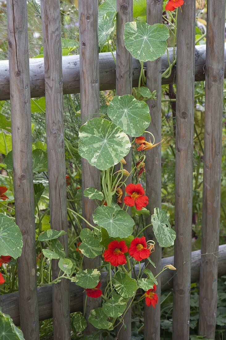 Tropaeolum Alaska 'Tip Top Red' (nasturtium) on the fence