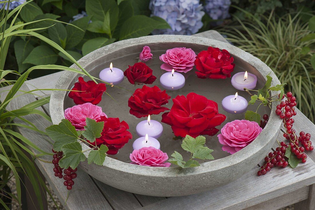 Blüten von Rosa 'Santana' (Kletterrose) und Renaissance 'Lea'