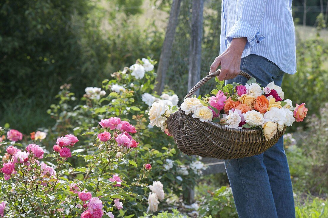 Woman in the garden wears basket of fresh cut pink (rose)