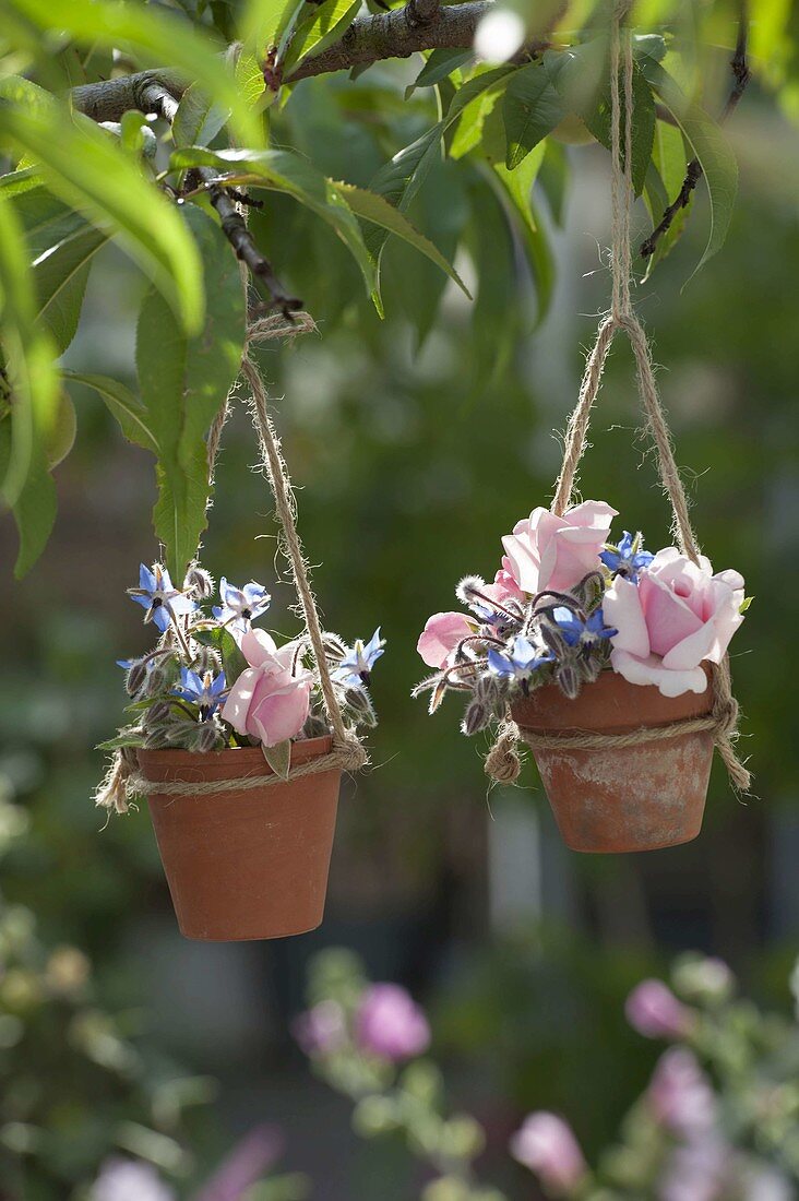 Small bouquets of roses and borage in clay pots