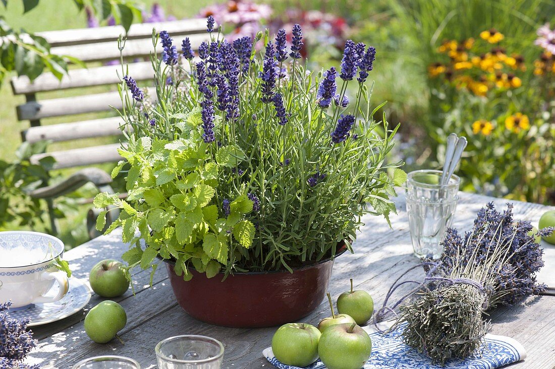 Alte emaillierte Schüssel bepflanzt mit Lavendel 'Hidcote Blue' (Lavandula)