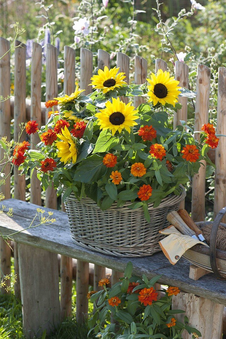 Basket with helianthus (sunflower) and zinnia (zinnia)