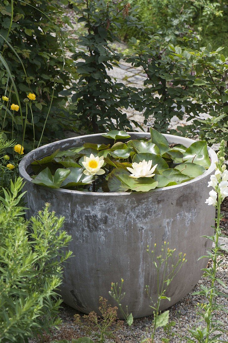 Water lily in gray cement pot