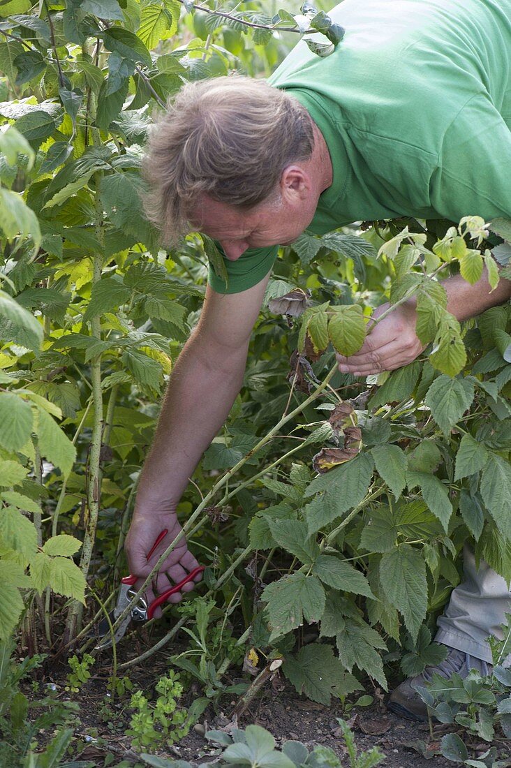 Mann schneidet zu schwache Himbeerruten (Rubus idaeus) bodennah ab