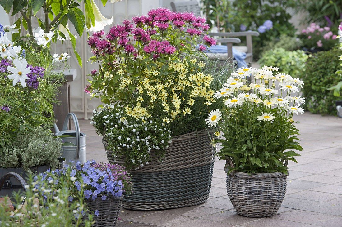 Baskets planted with perennials on the terrace