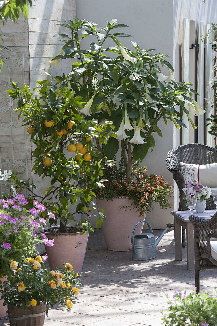 Scented terrace with Datura (angel's trumpet), Citrus sinensis