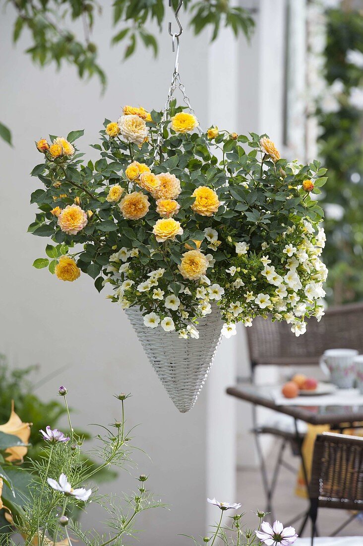 Korb - Ampel mit Rosa 'Yellow Pagode' (Zwergrose) und Calibrachoa