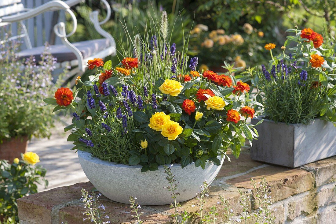 Gray bowl with lavender 'Hidcote Blue', pink (roses), zinnia