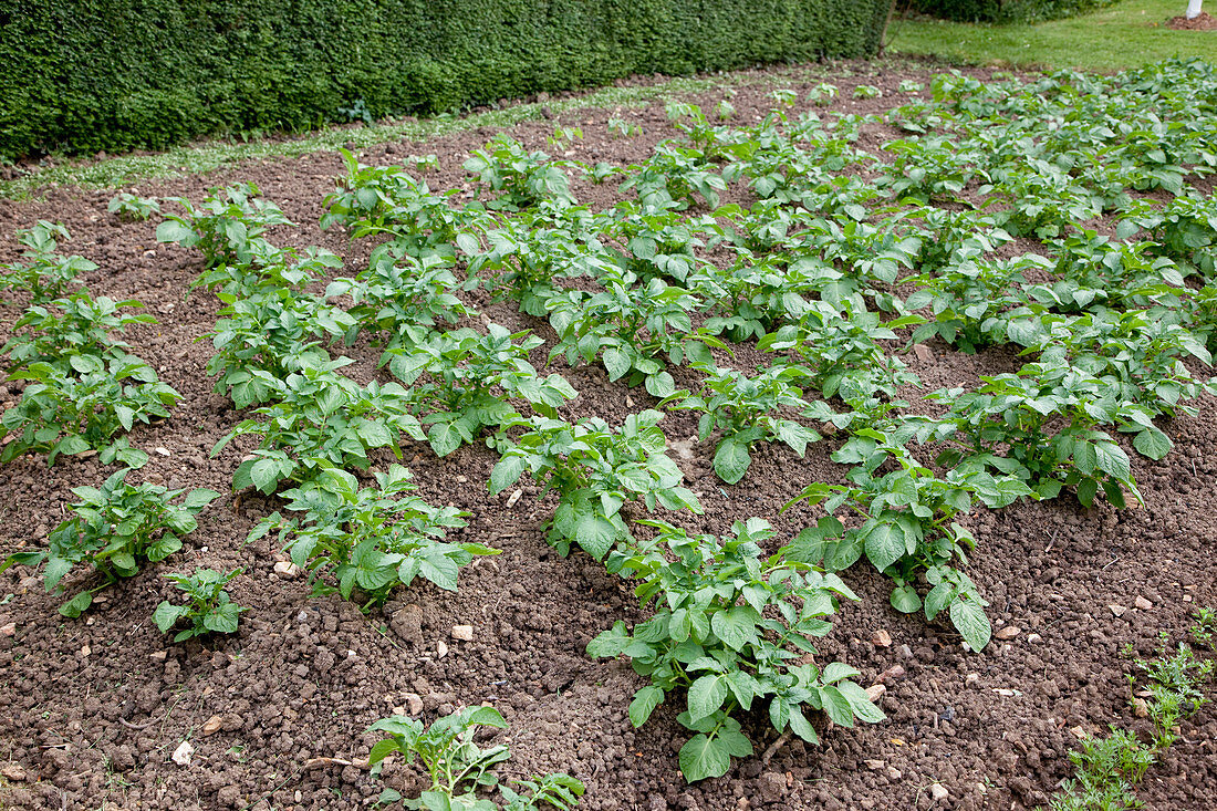 Potato field (Solanum tuberosum), rows are piled