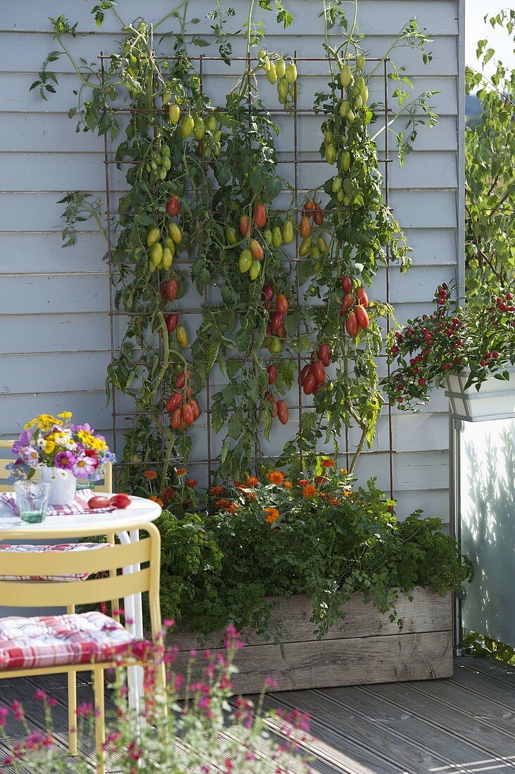 Tomate 'Himmelsstuermer' (Lycopersicon) schlanke, dickwandige Tomaten