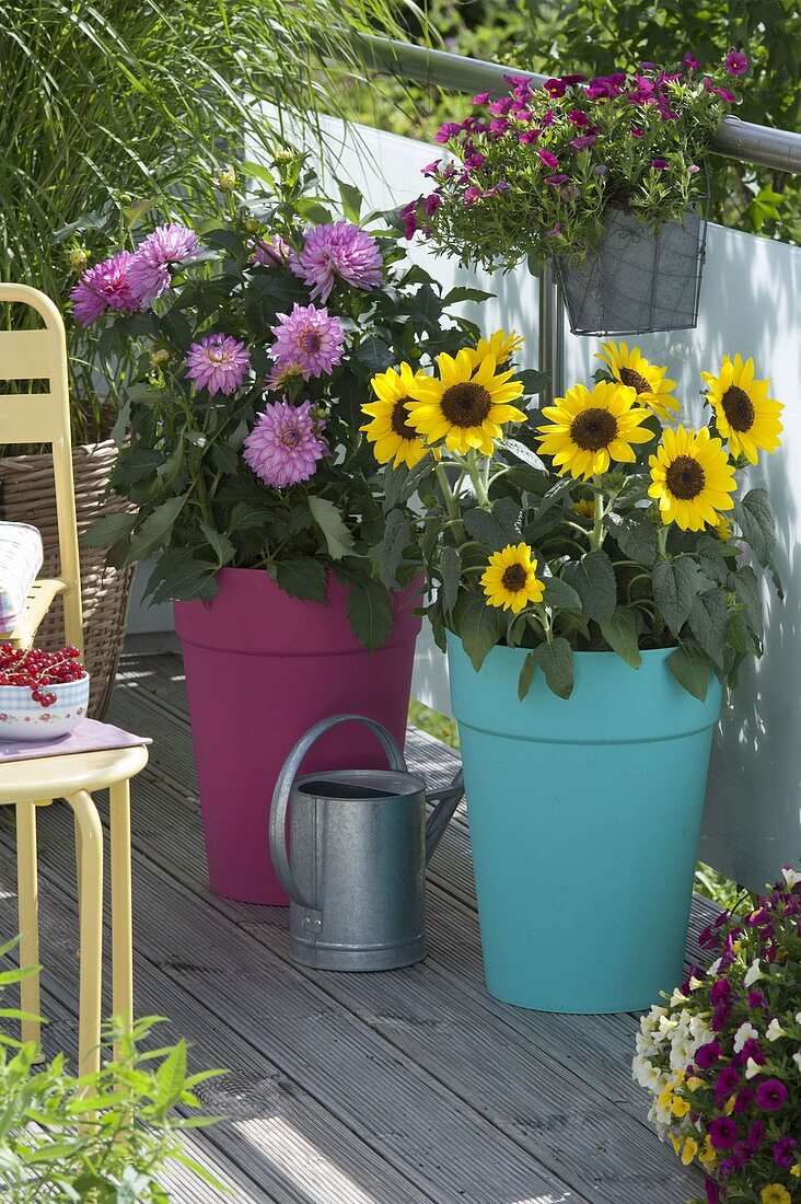 Helianthus (Sonnenblumen) und Dahlia (Dahlie) in grossen Plastiktöpfen