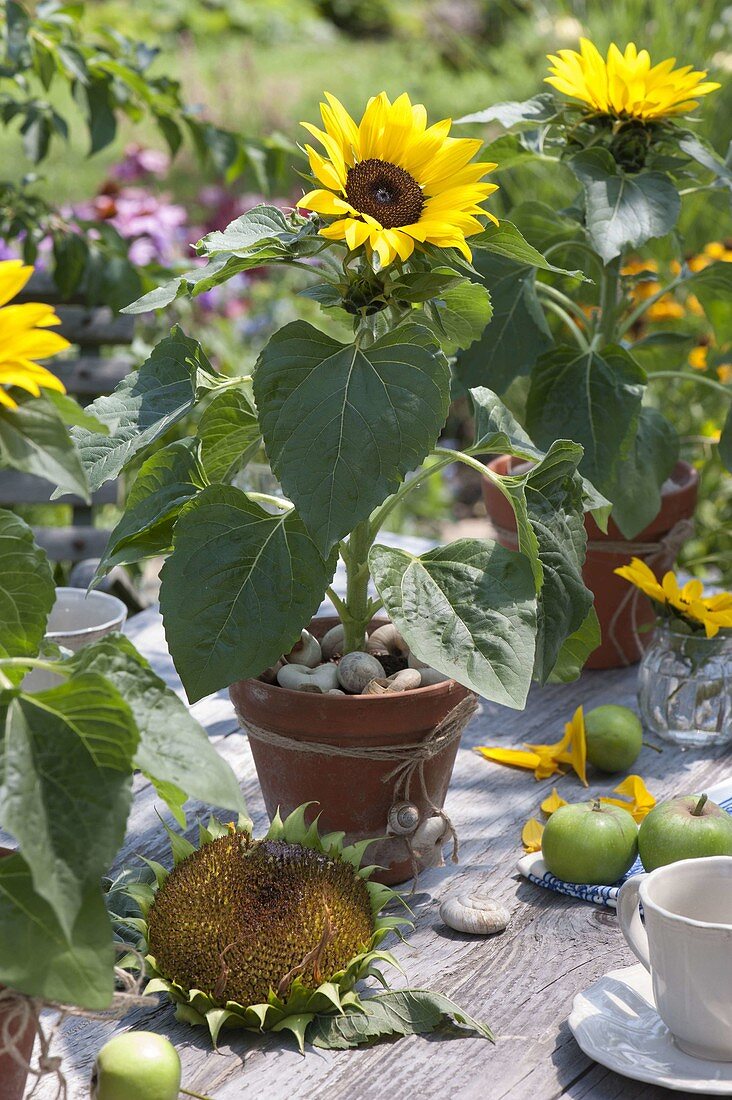 Aussaat von Sonnenblumen in Tonkasten