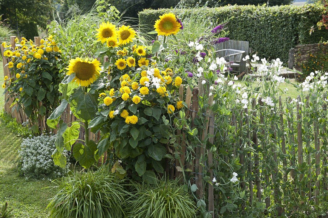 Helianthus decapetalus 'Soleil d'Or' 'Capenoch Star' (Stauden-Sonnenblumen