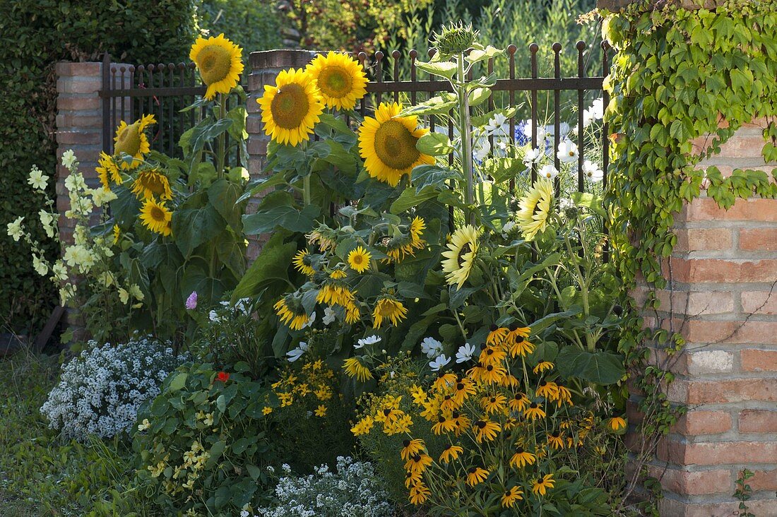 Helianthus annuus 'Sunrich Gold' 'Garden Statement' (Sonnenblumen)