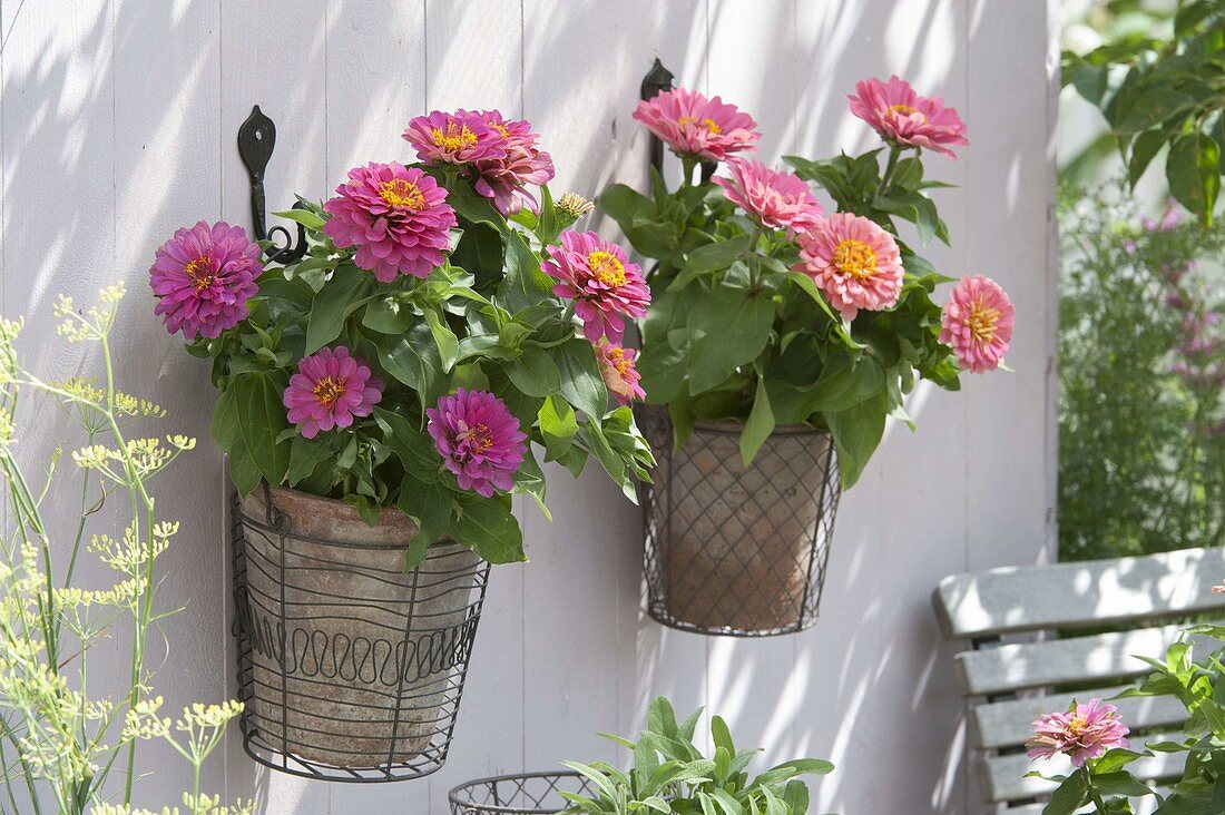 Zinnia (zinnias) in wire baskets hung on the wall