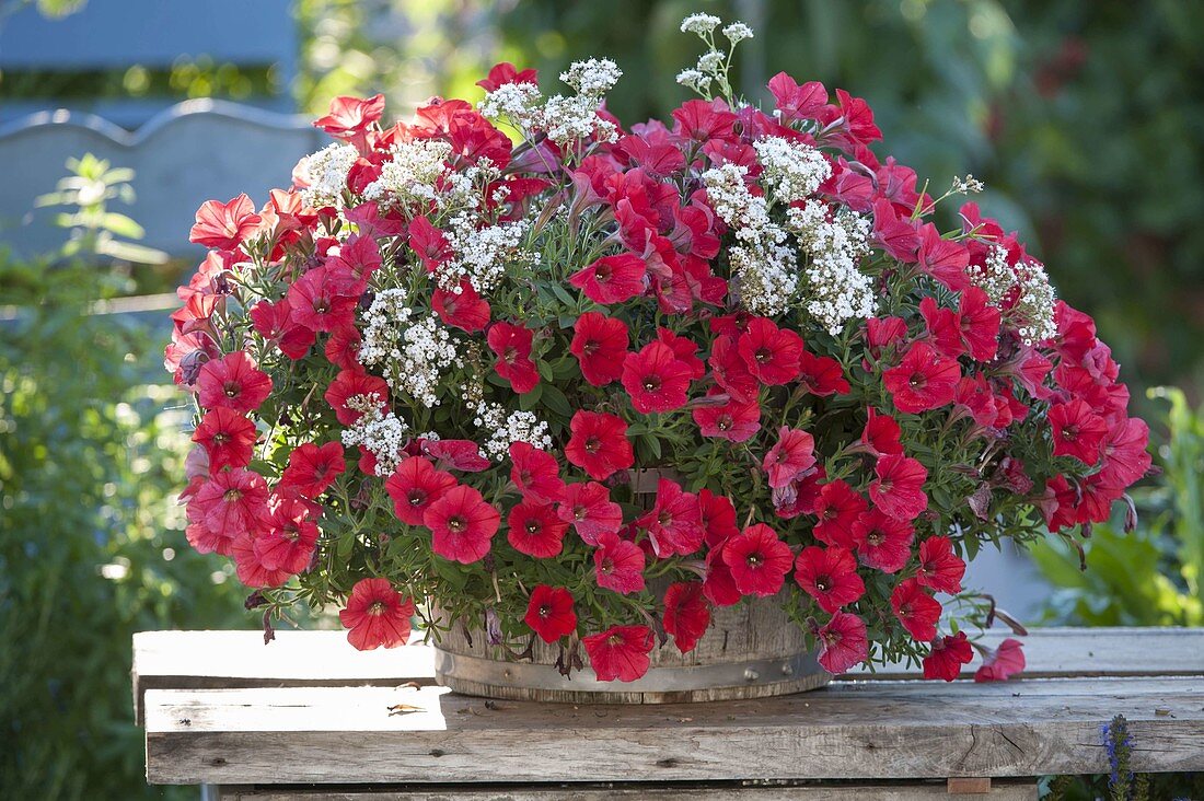 Petunia Bingo 'Red' (petunia) and gysophila