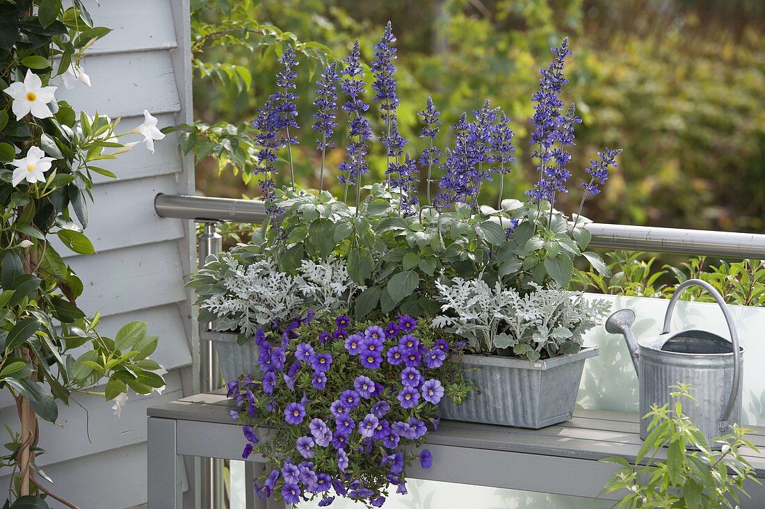 Late summer box planted in violet and silver gray