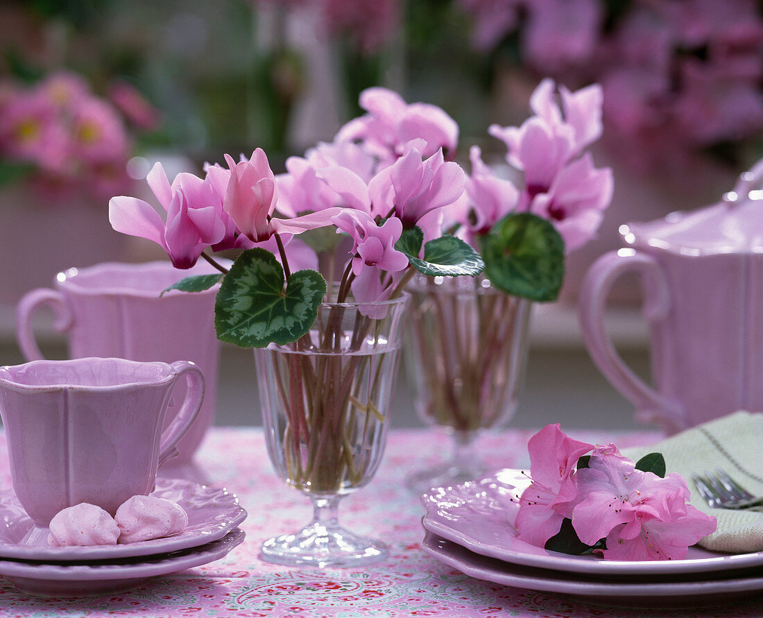 Cyclamen / Alpenveilchen in Gläsern