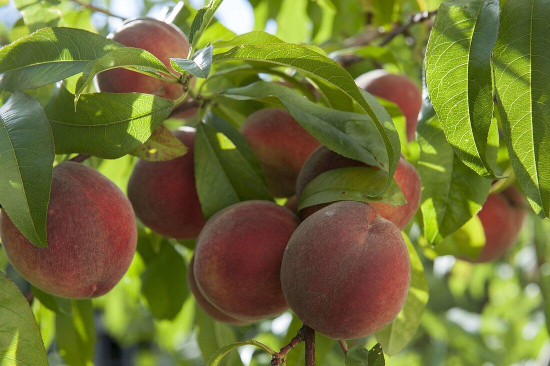Peach 'Kernechter vom Vorgebirge' (peach tree)
