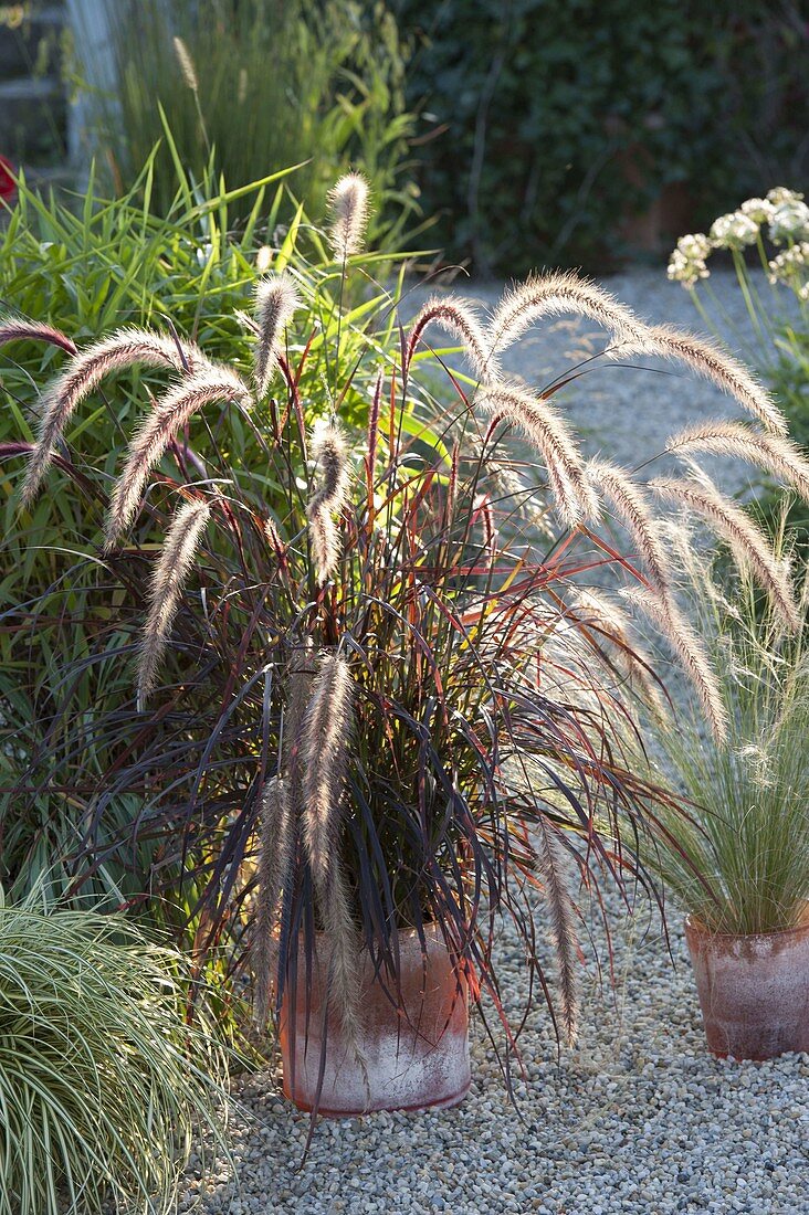 Pennisetum rubrum and Stipa (hairgrass)