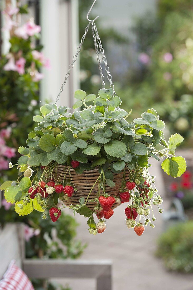 Flower hanging basket with hanging strawberries