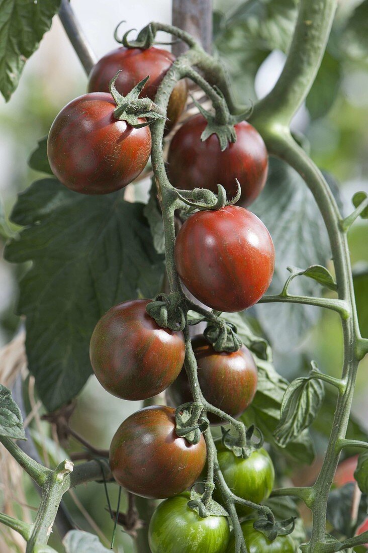 Gestreifte Cocktail - Tomate 'Zebrino' (Lycopersicon)