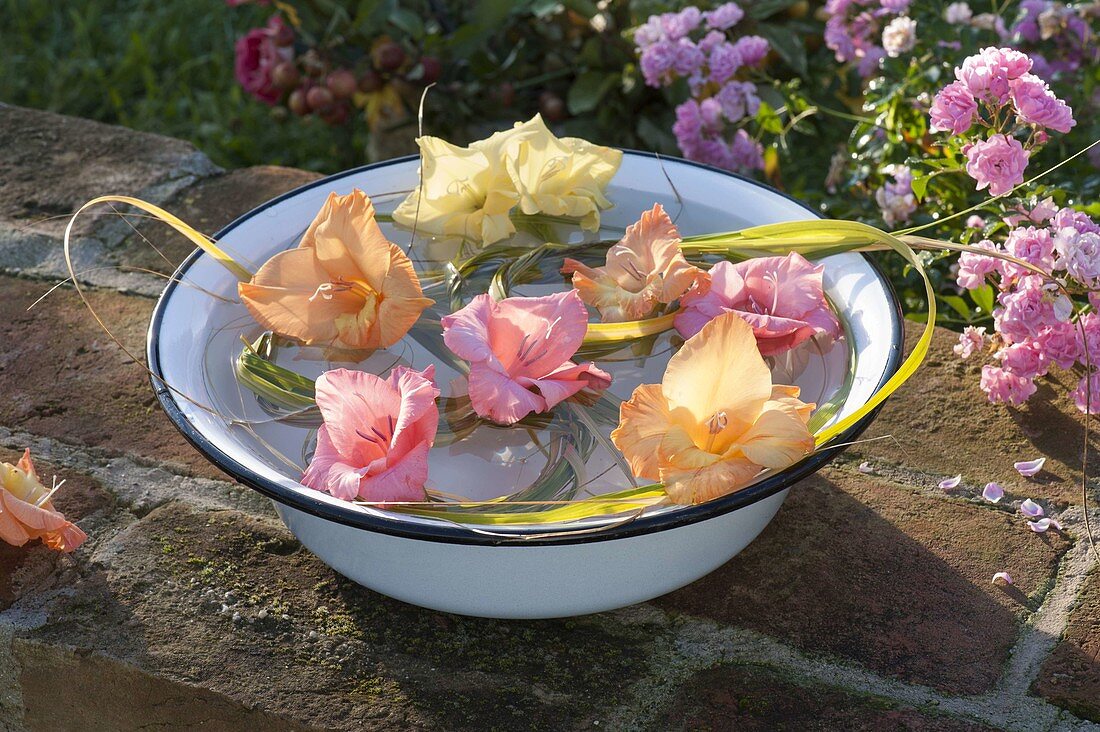 Blüten von Gladiolus (Gladiolen) und Gras schwimmen