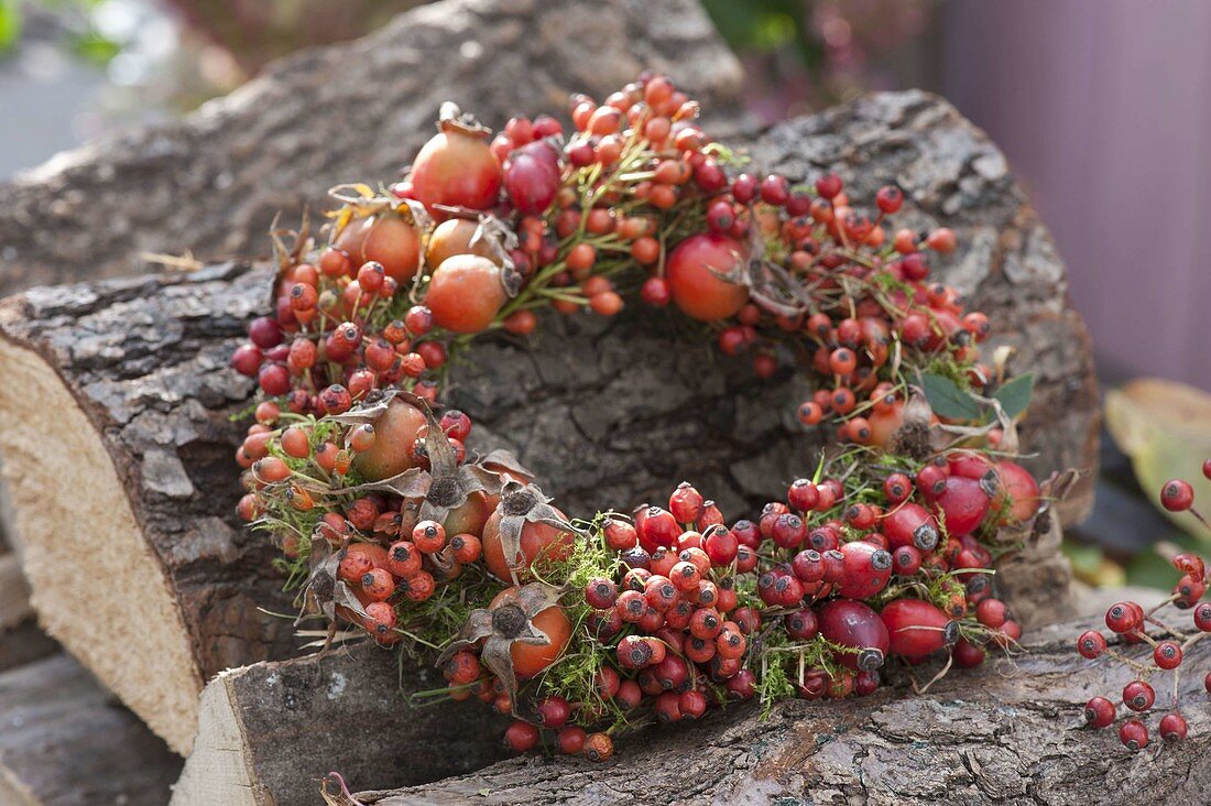 Wreath made of mixed roses (rosehip) on firewood stacks