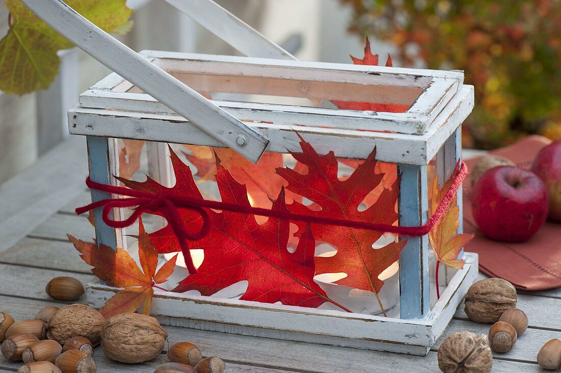 Red Quercus rubra leaves tied around lantern, nuts