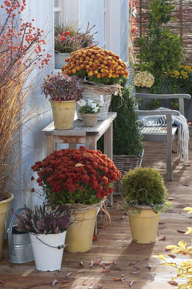 Herbstterrasse mit Chrysanthemum 'Kipli' 'Kilbil' (Herbstchrysanthemen)