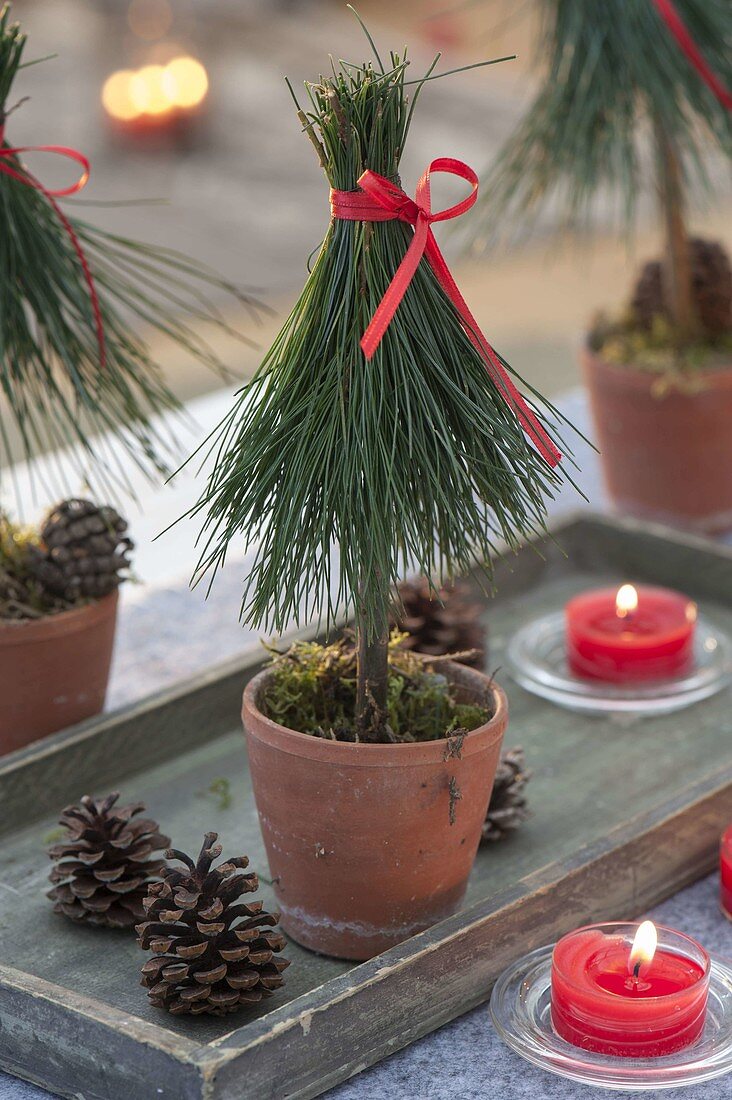 Kleine Bäumchen aus Nadeln von Pinus (Kiefer), Zapfen und rote Kerzen