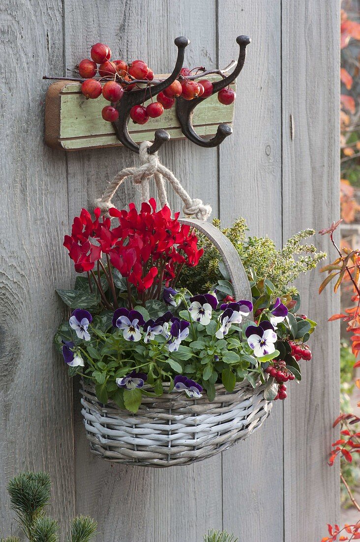 Korb mit Viola cornuta (Hornveilchen) , Cyclamen (Alpenveilchen)