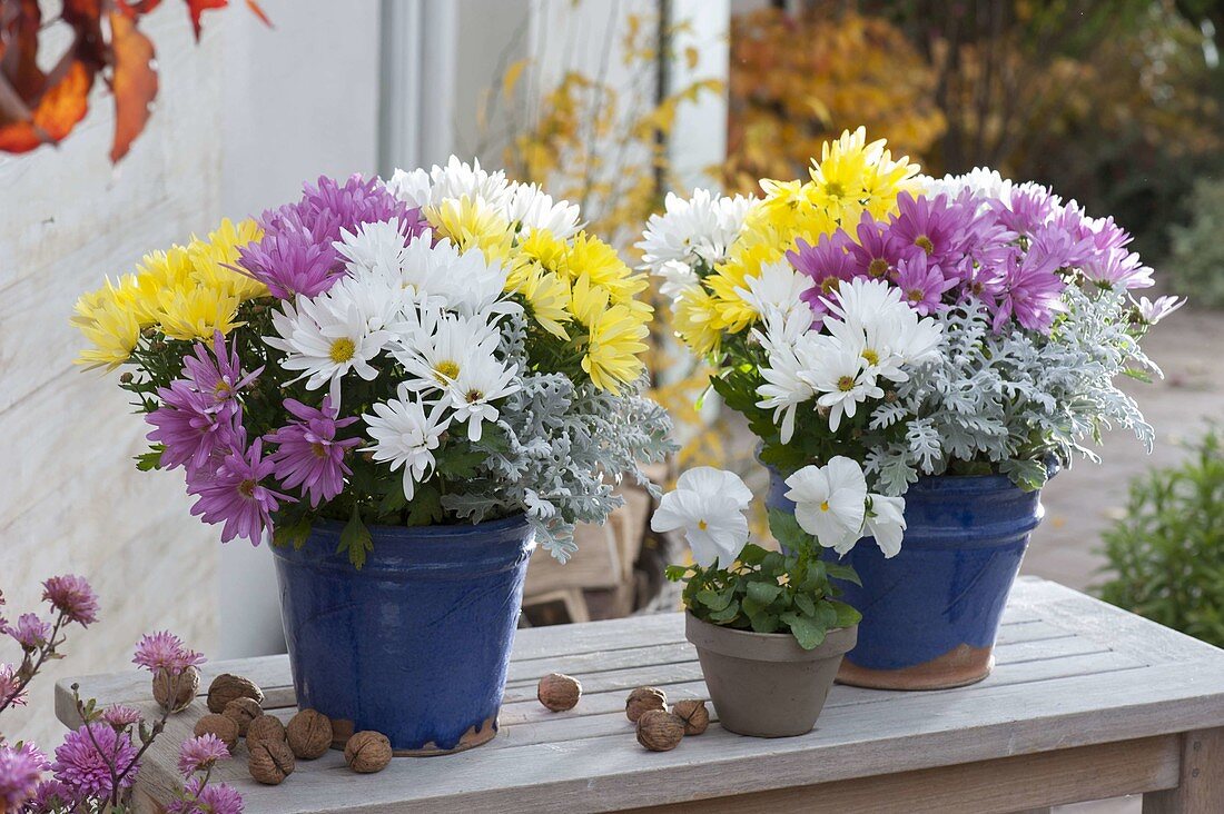 Chrysanthemum, three colors planted together