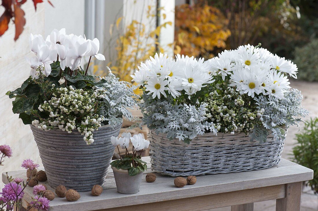 Weisses Herbstarrangement in Koerben : Cyclamen (Alpenveilchen), Pernettya