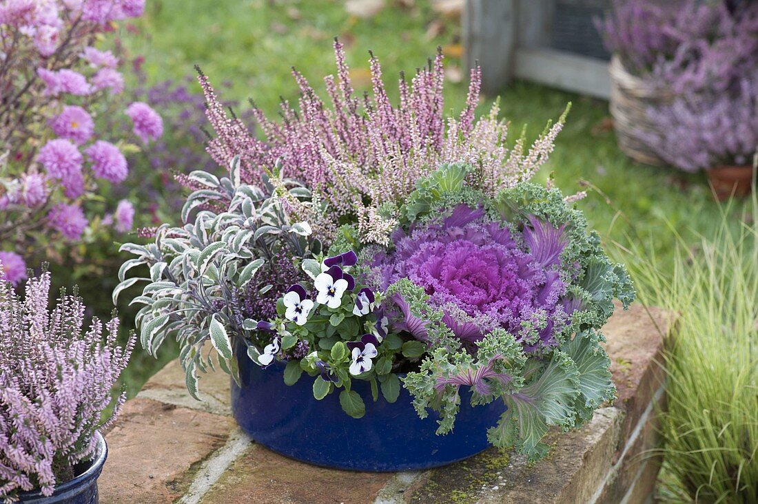 Brassica (Cabbage), Sage (Salvia), Calluna 'Garden Girls'