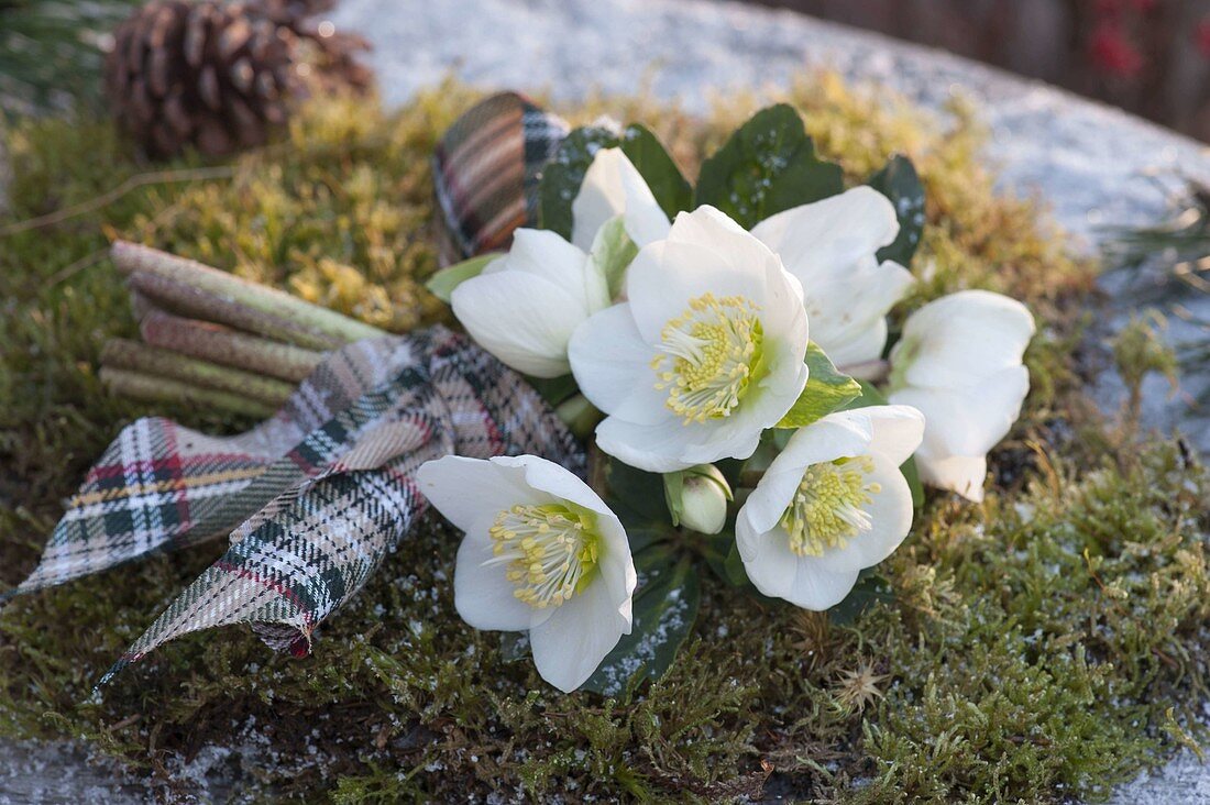 Small bouquet of Helleborus niger (Christmas roses) with checkered ribbon