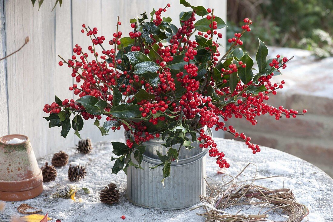 Strauss aus Ilex aquifolium und verticillata (Stechpalme und roter Winterbeere)