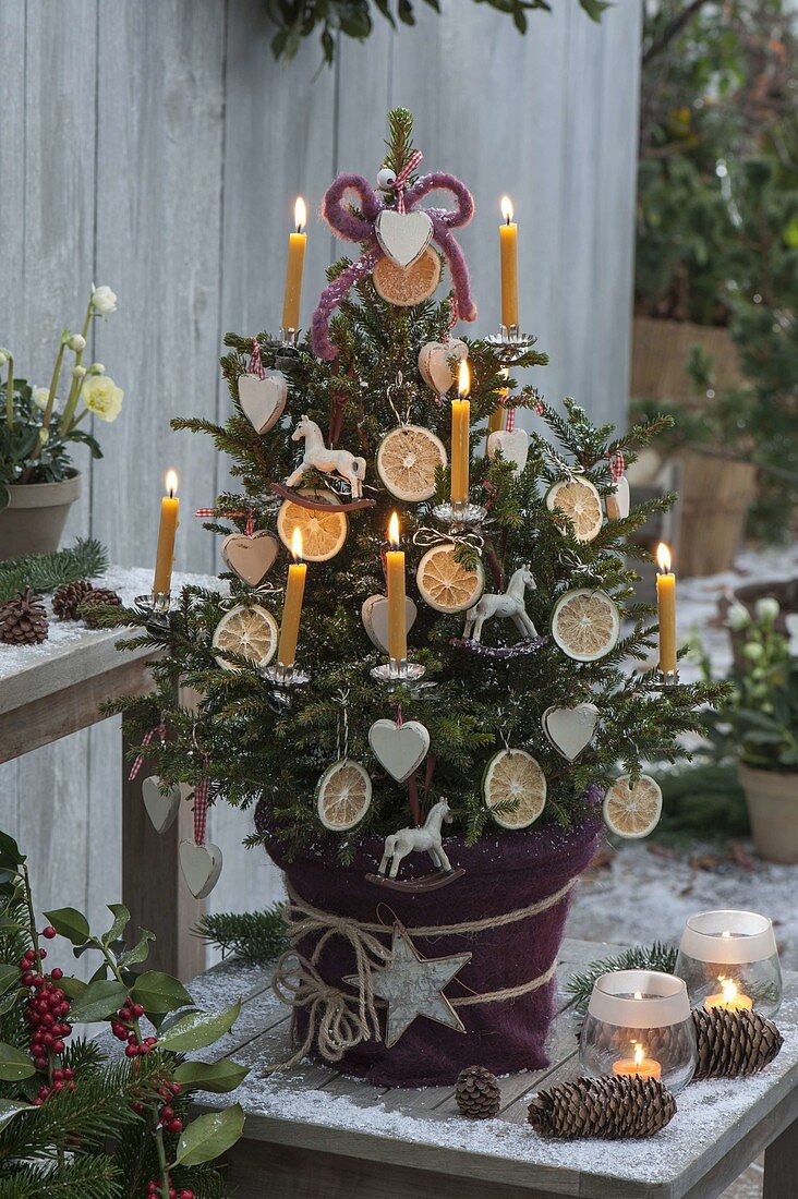 Picea abies 'Wills Zwerg' (Zwerg - Fichte) als lebendiger Weihnachtsbaum