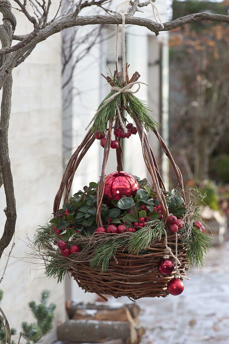 Hanging basket planted with Gaultheria procumbens