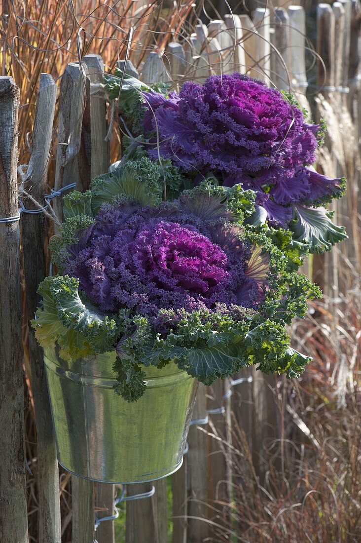 Violetter Brassica (Zierkohl) in Blecheimern an Zaun gehängt