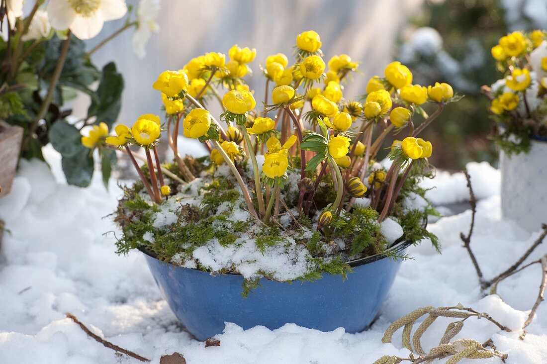 Eranthis hyemalis (Winterlinge) mit Moos in blauer Emailleschale im Schnee