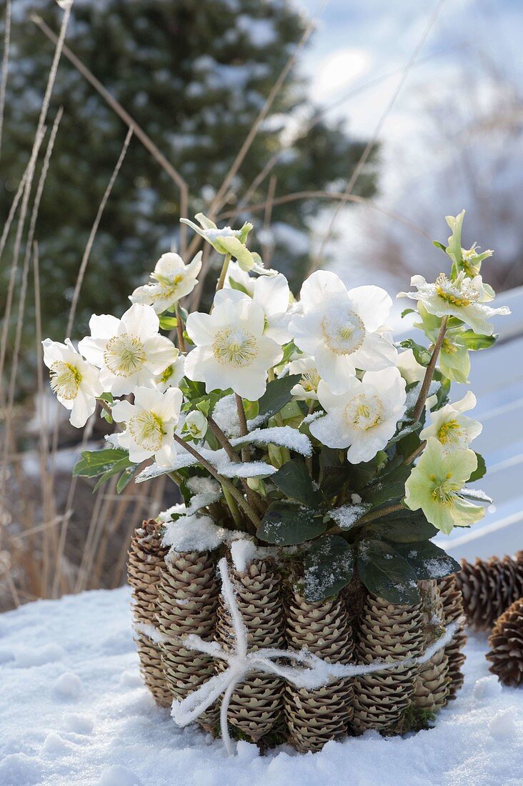 Helleborus niger 'Wintergold' (Christmas rose) in the snow